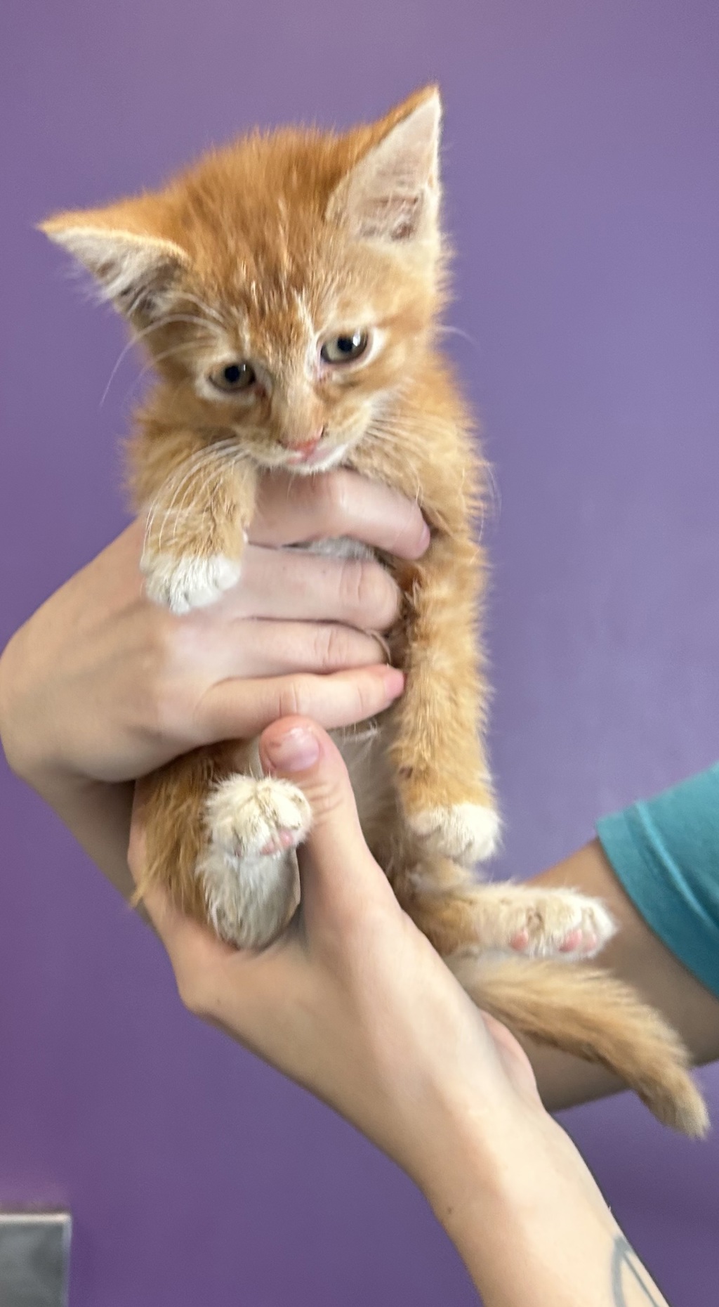 Shelter Stray Male Cat last seen Near W 2100 S, SALT LAKE CITY, UT, 84115, 511 W 3900 S, Salt Lake City, UT 84123, USA