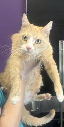 Shelter Stray Female Cat last seen Near E Regal Street, MURRAY CITY, UT, 84107, 511 W 3900 S, Salt Lake City, UT 84123, USA