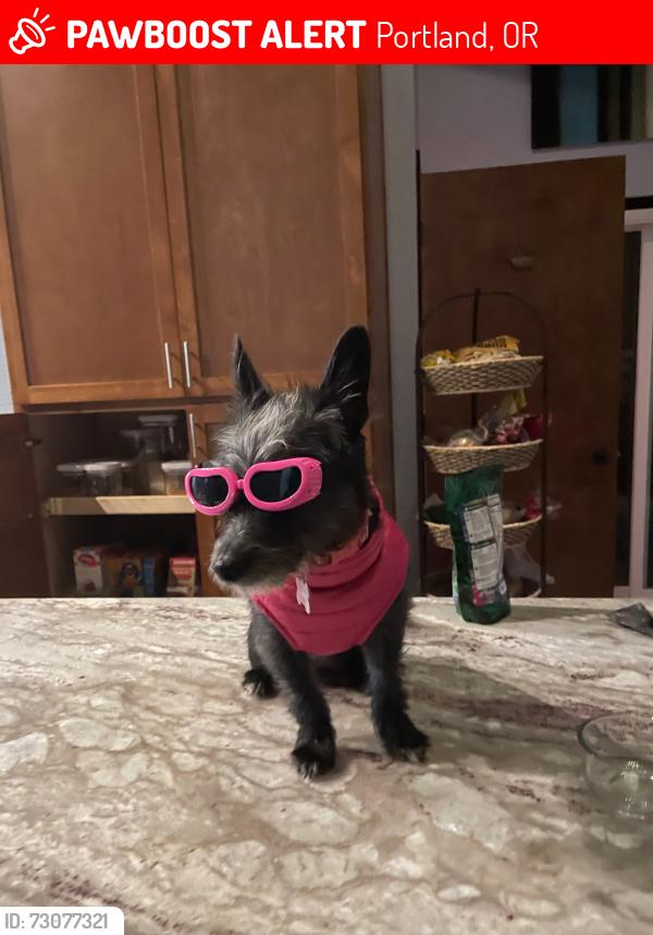 Lost Female Dog last seen Janzten Beach, but her home is in Vancouver wa!, Portland, OR 97217