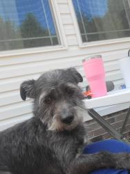 Lost Male Dog last seen Yancey Drive and Persimmon Road, Burke County, NC 28612