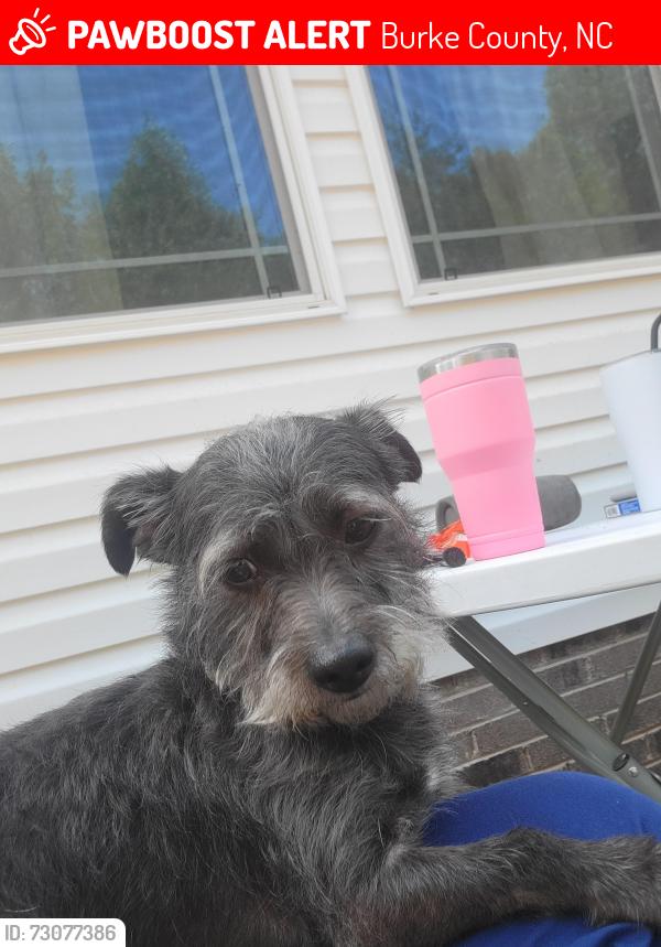 Lost Male Dog last seen Yancey Drive and Persimmon Road, Burke County, NC 28612