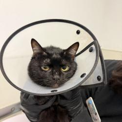 Shelter Stray Female Cat last seen Near J Avenue, National City, CA, 91950, 5500 Gaines St, San Diego, CA 92110, USA