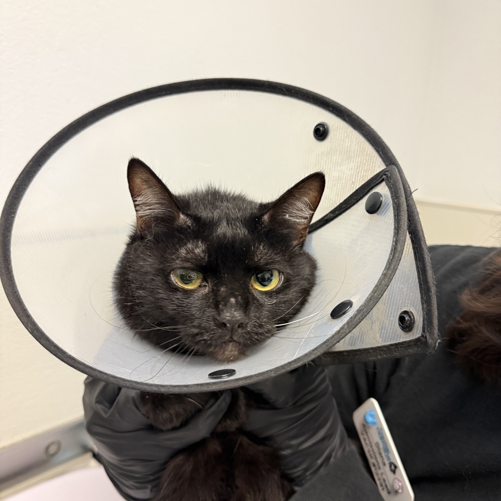 Shelter Stray Female Cat last seen Near J Avenue, National City, CA, 91950, 5500 Gaines St, San Diego, CA 92110, USA
