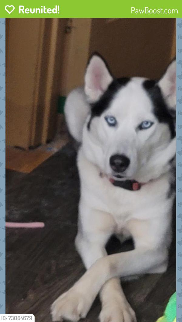 Reunited Female Dog last seen 3rd, Gary, IN 46406