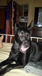Lost Female Dog last seen Arrow hwy between Mountain and Benson, Upland, CA 91786