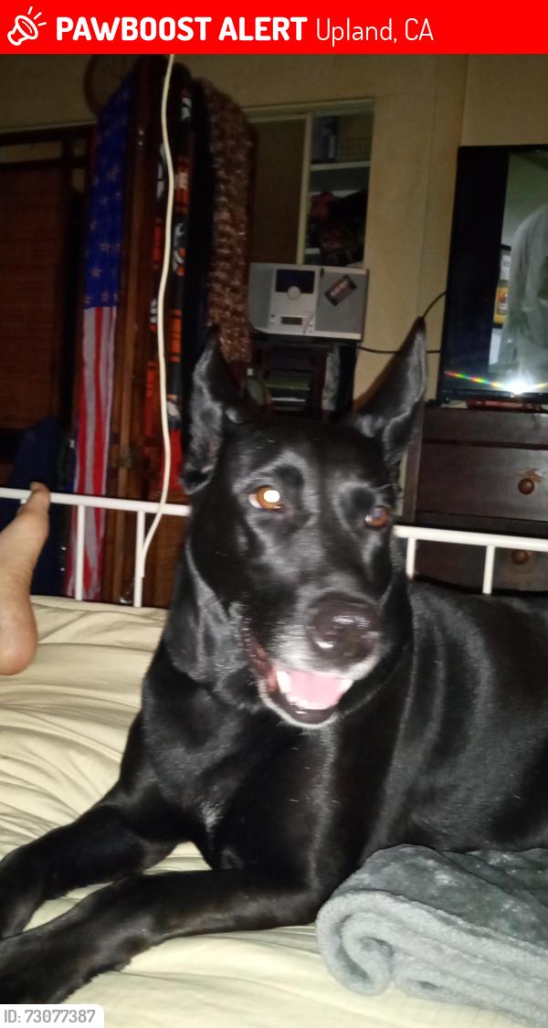 Lost Female Dog last seen Arrow hwy between Mountain and Benson, Upland, CA 91786