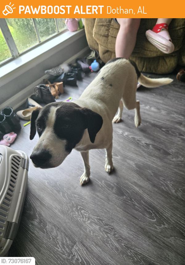 Found/Stray Female Dog last seen Dg marketplace on Highway 109, Dothan, AL 36301