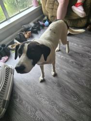 Found/Stray Female Dog last seen Dg marketplace on Highway 109, Dothan, AL 36301