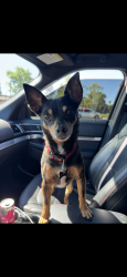 Lost Female Dog last seen Keiser Park, Windsor, CA 95492