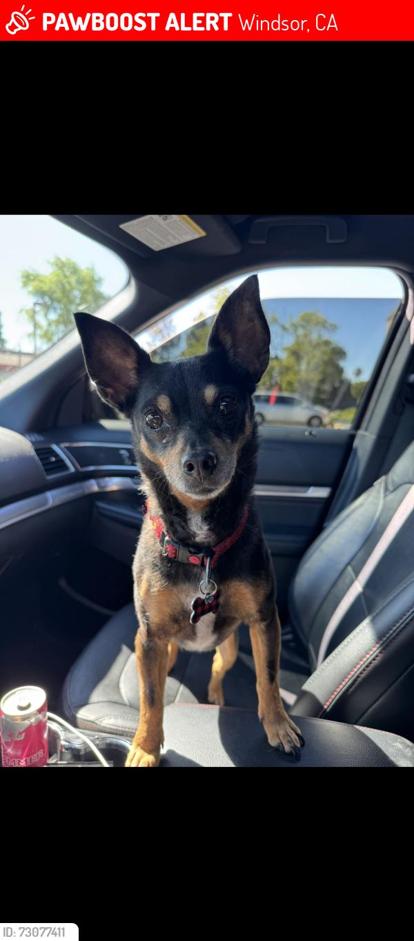 Lost Female Dog last seen Keiser Park, Windsor, CA 95492