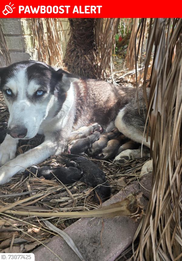 Lost Female Dog last seen Near fm, Cameron County, TX 78566