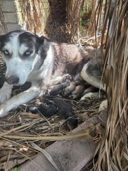 Lost Female Dog last seen Near fm, Cameron County, TX 78566