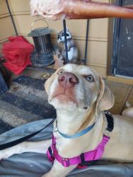 Found/Stray Male Dog last seen Off of Idlewild, community behind Food Lion, Charlotte, NC 28212