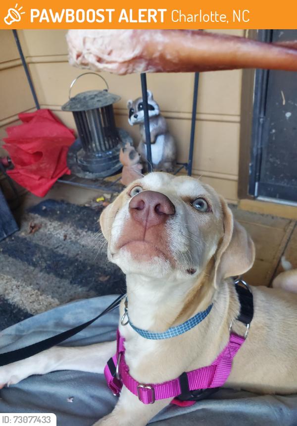 Found/Stray Male Dog last seen Off of Idlewild, community behind Food Lion, Charlotte, NC 28212