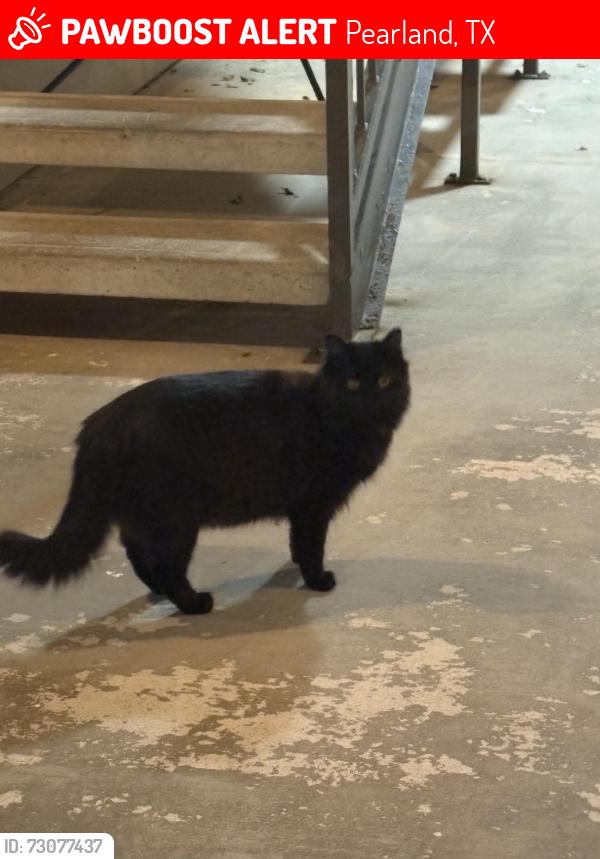 Lost Female Cat last seen Summerwind apmts, Pearland, TX 77584