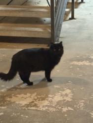 Lost Female Cat last seen Summerwind apmts, Pearland, TX 77584