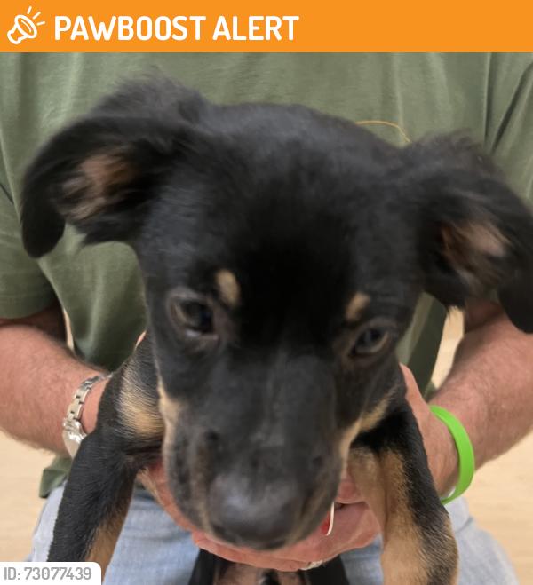 Found/Stray Unknown Dog last seen Duff Road, Allegheny County, PA 15143