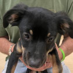 Found/Stray Unknown Dog last seen Duff Road, Allegheny County, PA 15143