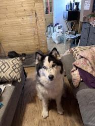 Lost Male Dog last seen Queenswood, Montgomery County, TX 77316