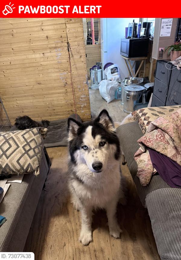 Lost Male Dog last seen Queenswood, Montgomery County, TX 77316