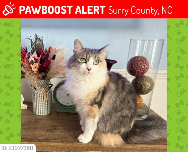Lost Female Cat last seen Woodcreek Drive off Old US 52 S next to I-74, Surry County, NC 27030