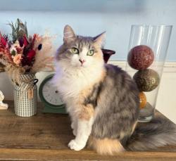 Lost Female Cat last seen Woodcreek Drive off Old US 52 S next to I-74, Surry County, NC 27030