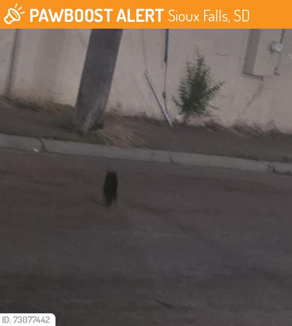 Found/Stray Unknown Cat last seen Mcdonalds, Sioux Falls, SD 57107