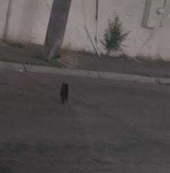 Found/Stray Unknown Cat last seen Mcdonalds, Sioux Falls, SD 57107