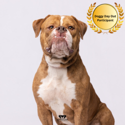 Shelter Stray Female Dog last seen , 3607 N Armenia Ave, Tampa, FL 33607, USA