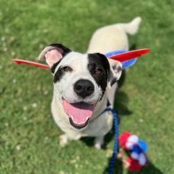 Shelter Stray Female Dog last seen , 328 Furman Hall Rd, Greenville, SC 29609, USA