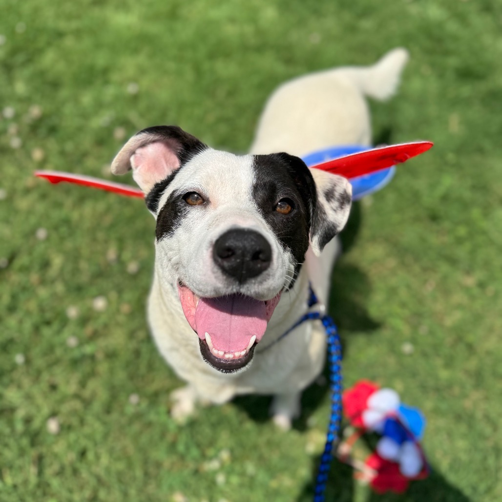 Shelter Stray Female Dog last seen , 328 Furman Hall Rd, Greenville, SC 29609, USA