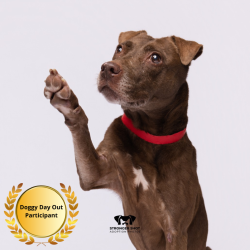 Shelter Stray Female Dog last seen , 3607 N Armenia Ave, Tampa, FL 33607, USA