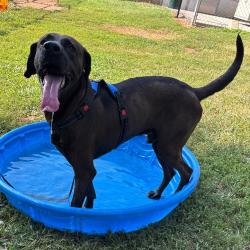 Shelter Stray Male Dog last seen , 328 Furman Hall Rd, Greenville, SC 29609, USA