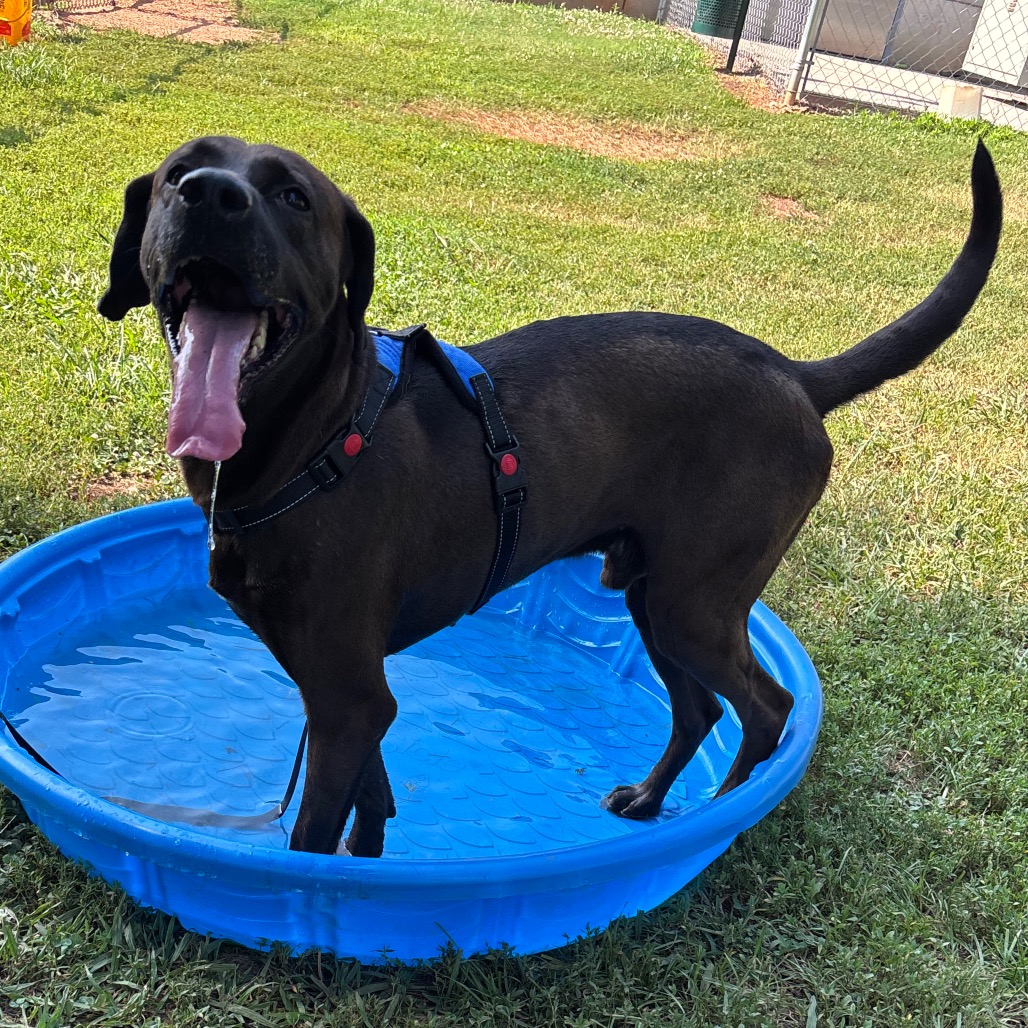 Shelter Stray Male Dog last seen , 328 Furman Hall Rd, Greenville, SC 29609, USA