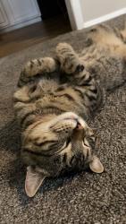 Lost Male Cat last seen 31st and Knight cir, Wichita, KS 67217