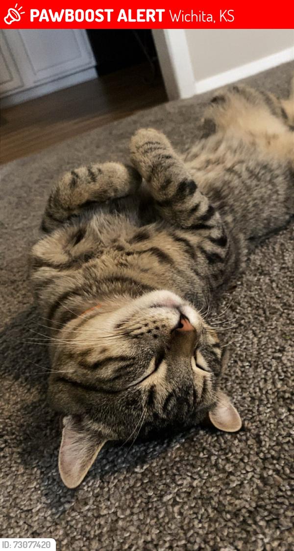 Lost Male Cat last seen 31st and Knight cir, Wichita, KS 67217