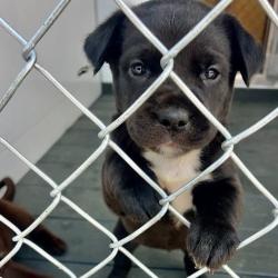 Shelter Stray Female Dog last seen , 300 N Main St, Fountain Inn, SC 29644, USA