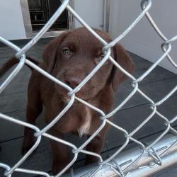 Shelter Stray Female Dog last seen , 300 N Main St, Fountain Inn, SC 29644, USA