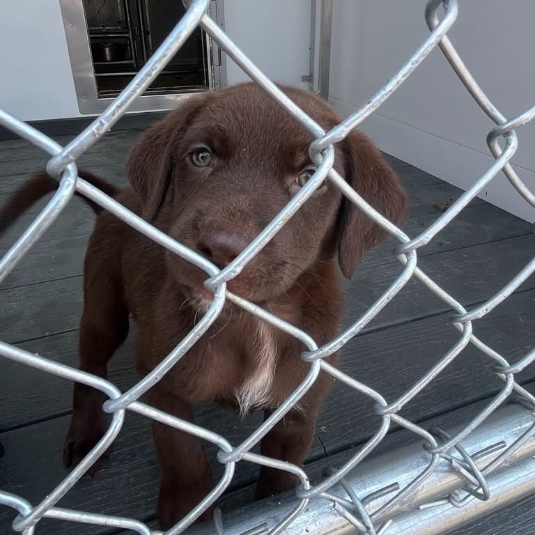 Shelter Stray Female Dog last seen , 300 N Main St, Fountain Inn, SC 29644, USA