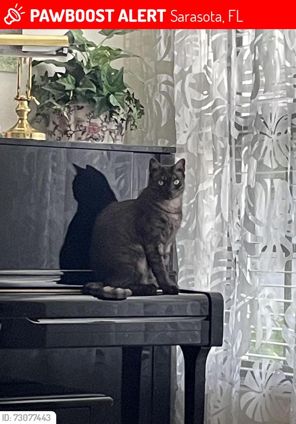 Lost Male Cat last seen McIntosh/ Bahia vista, Sarasota, FL 34232