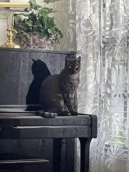 Lost Male Cat last seen McIntosh/ Bahia vista, Sarasota, FL 34232