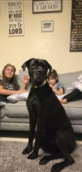 Reunited Female Dog last seen W mile 6 rd between Minnesota and between palm dr, Mission, TX 78574