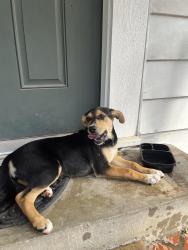 Found/Stray Female Dog last seen Off of 45 by Vietnamese restaurant San Vuon, Houston, TX 77017