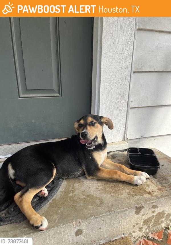 Found/Stray Female Dog last seen Off of 45 by Vietnamese restaurant San Vuon, Houston, TX 77017