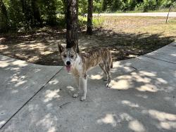 Found/Stray Male Dog last seen Shallowater Rd and Chicota St, Henderson County, TX 75156
