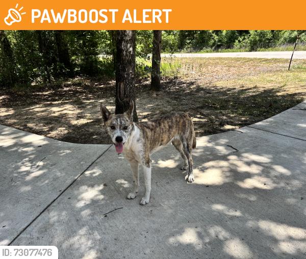 Found/Stray Male Dog last seen Shallowater Rd and Chicota St, Henderson County, TX 75156