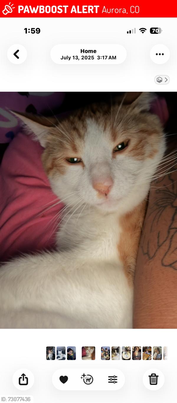 Lost Male Cat last seen 11th and Peoria, Aurora, CO 80010
