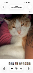 Lost Male Cat last seen 11th and Peoria, Aurora, CO 80010