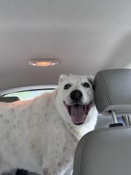 Reunited Male Dog last seen Monte Toyon , Aptos, CA 95003
