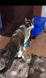 Lost Male Cat last seen Thadeu Wasilewski, Abranches, PR 82220-440